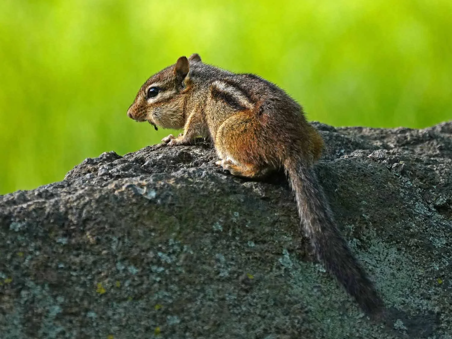 Chipmunks — Susan Kirby